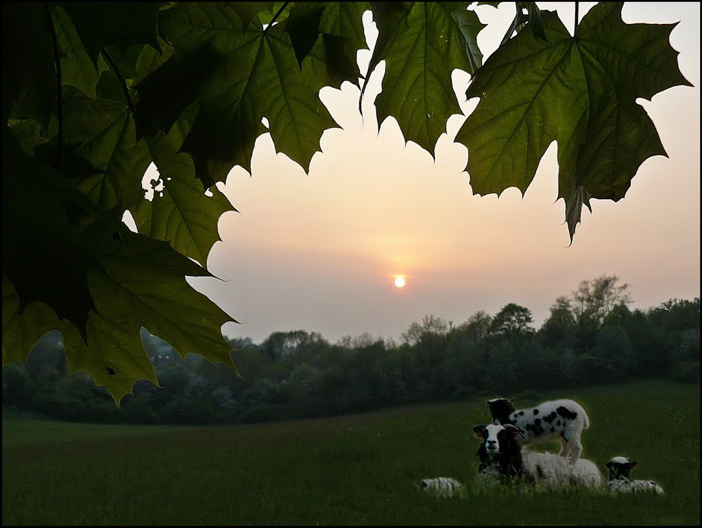 Look ! Nice sunset ! by Bozor Magdi