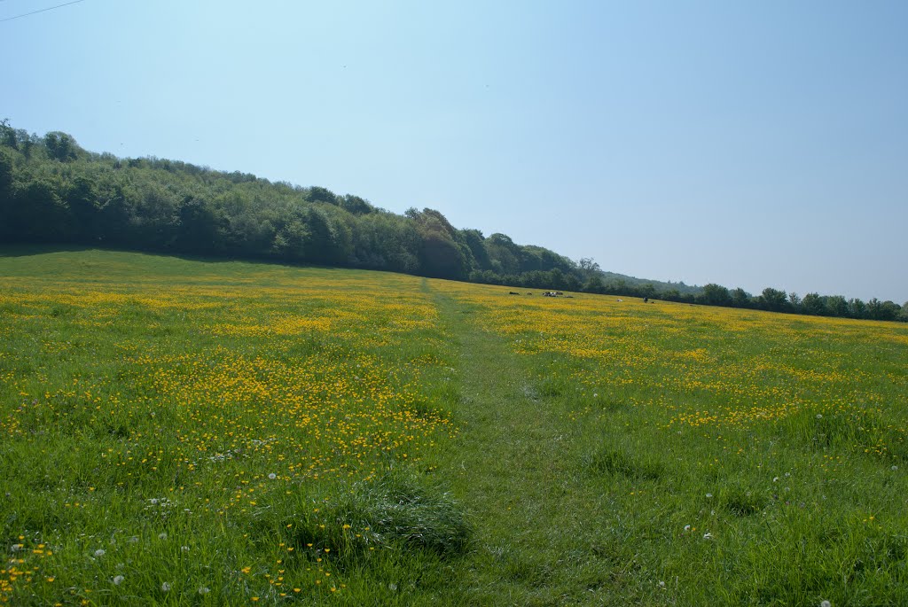 Buttercup Meadow looking towards Mountain Wood by Snapp3r