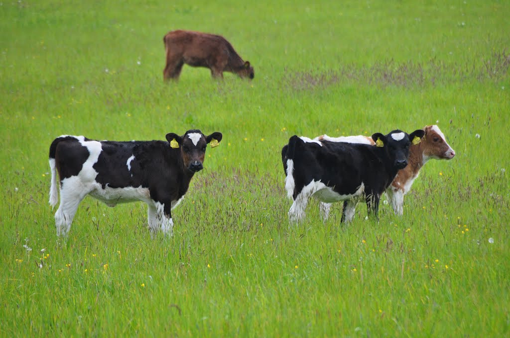 North Devon : Cattle Grazing by A Photographer