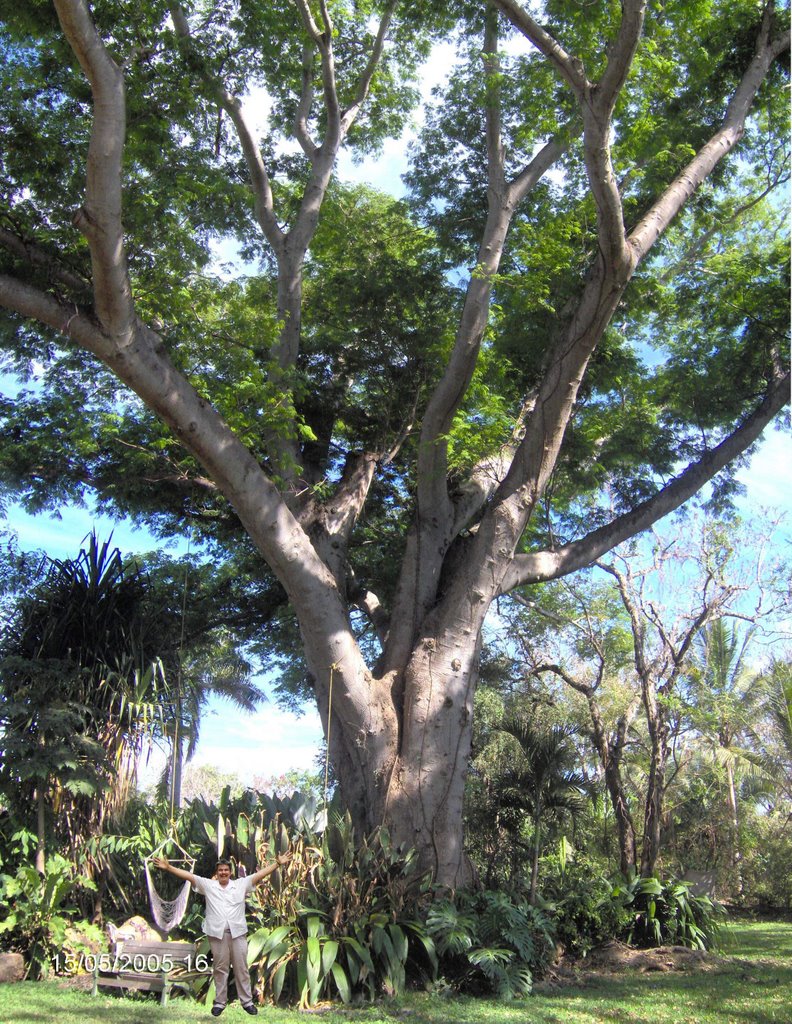 EL MAS HERMOSO ARBOL by quiquinova