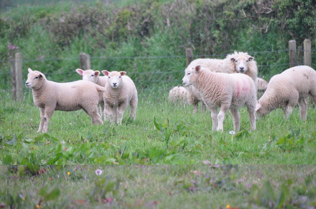 North Devon : Sheep Grazing by A Photographer