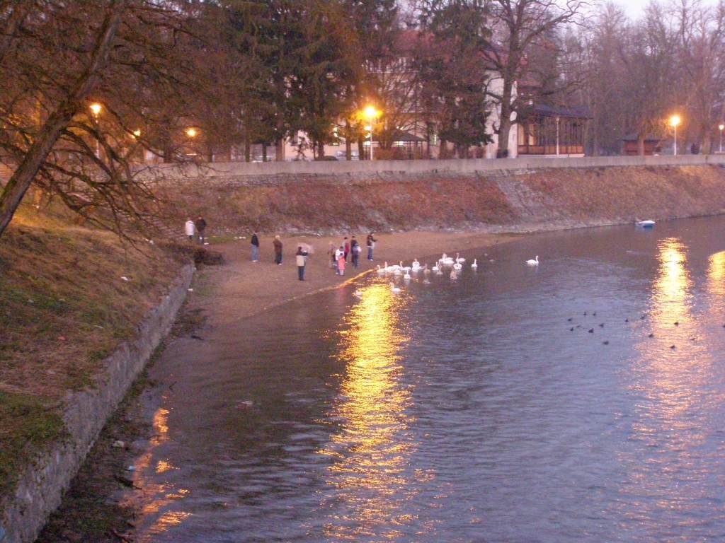 Swans under the waterfall by malinero