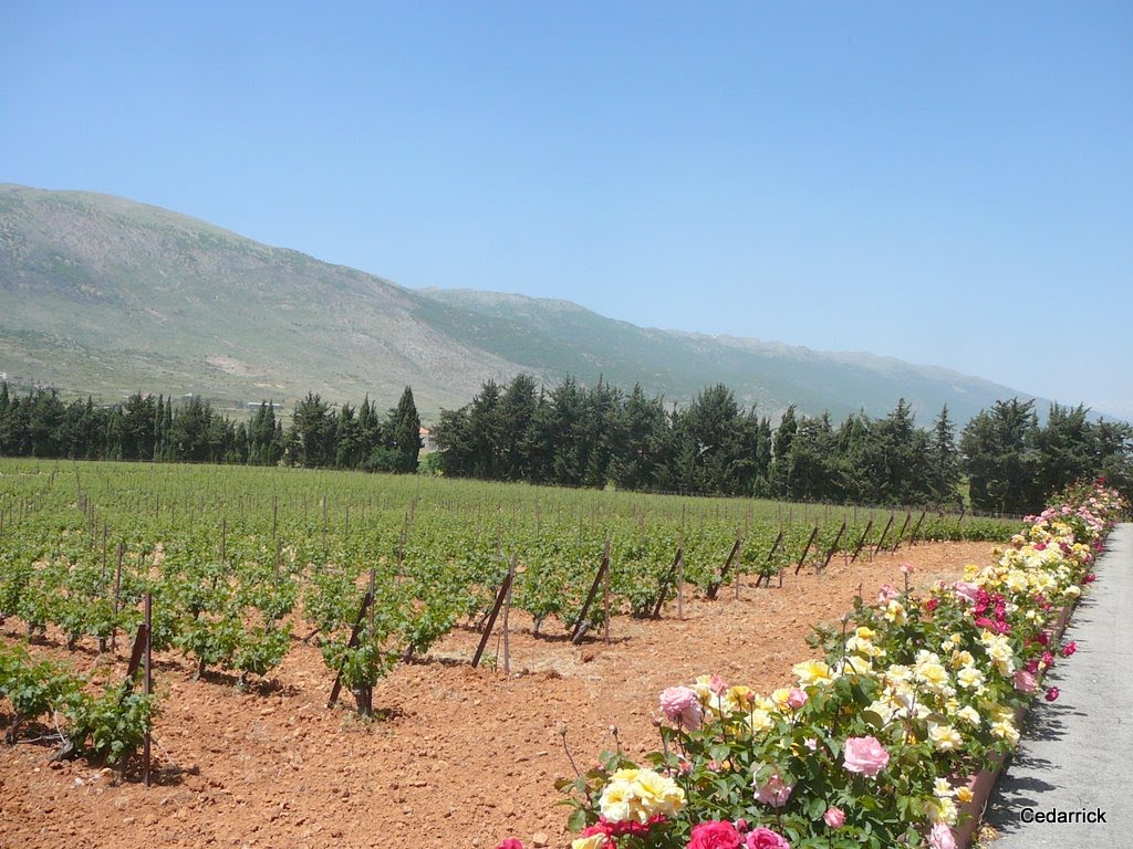 Lebanon :The Bekaa Valley Since Roman Times known for its Viticulture by cedarrick