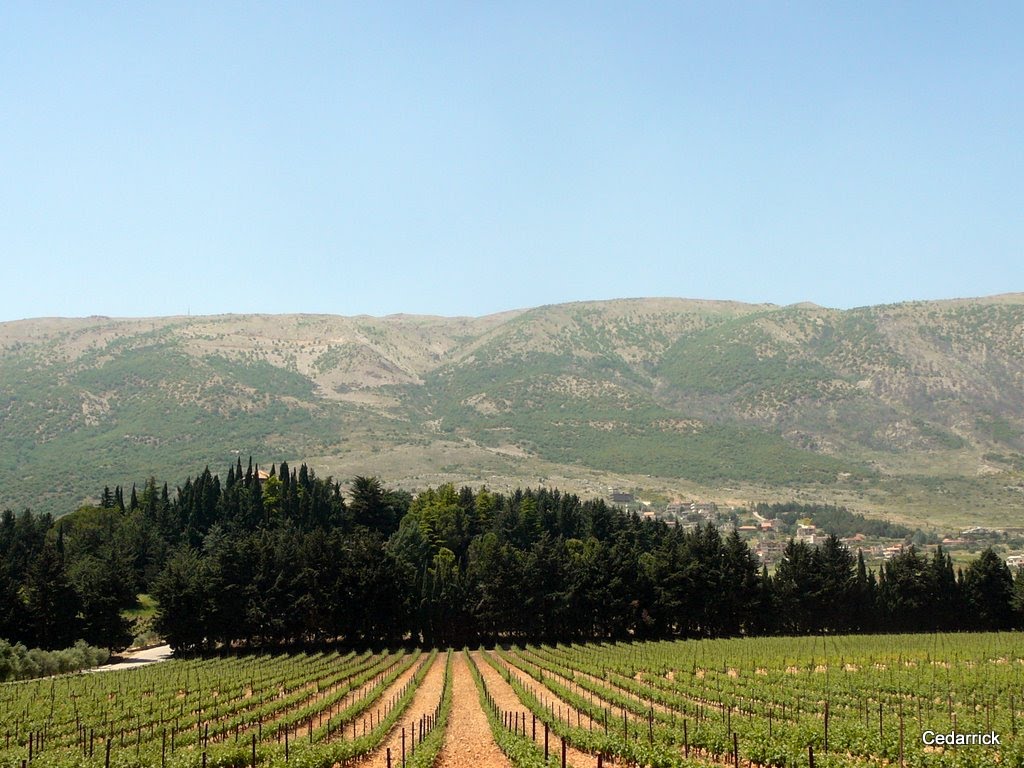 Lebanon. View from the Kefraya Vineyards on Mount lebanon by cedarrick