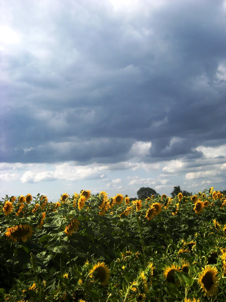 Janneyras le torticoli des tournesols by Marc Lacelle