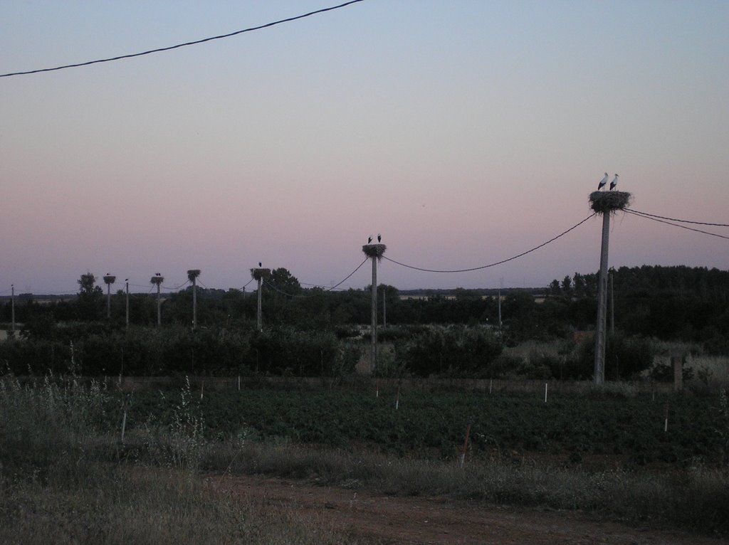 Cigüeñas en el camino La Iglesia by sarina1986