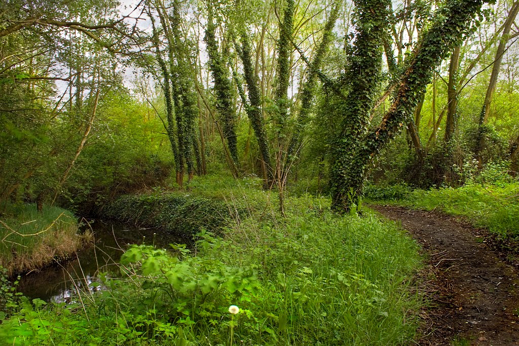 Muddy path by davewhitelock