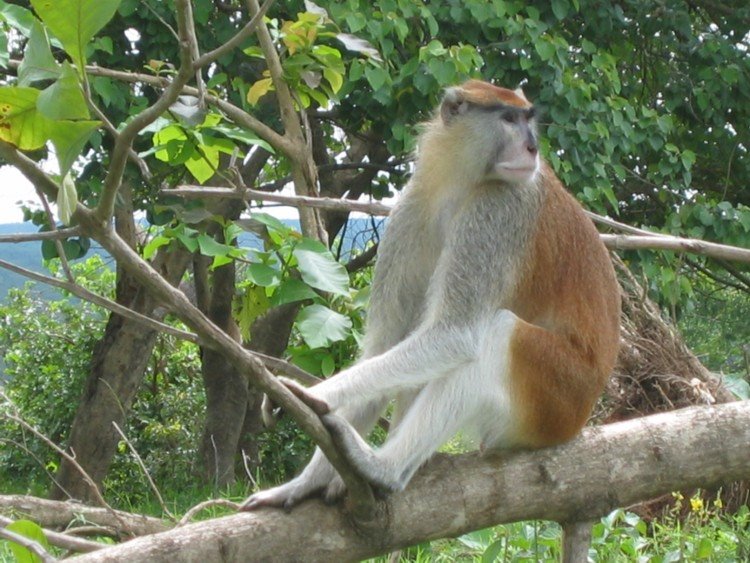 Patas Monkey in Mole National Park by Phil Johnson