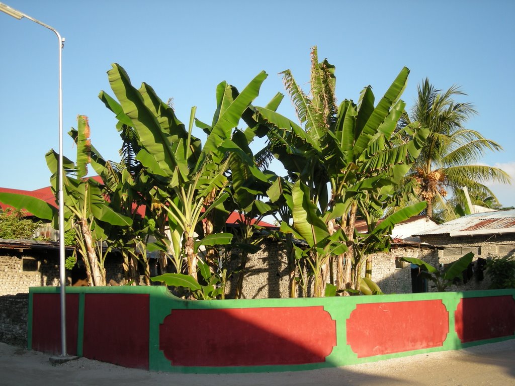 G.Al. Villingili - Banana Plant by Ahmed Mujthaba