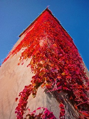 Kaltern an der Weinstraße, Province of Bolzano - South Tyrol, Italy by evi larcher