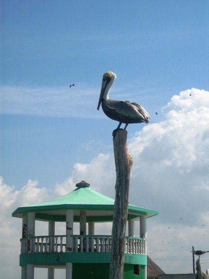 Pelican in Rio lagartos by asciltus