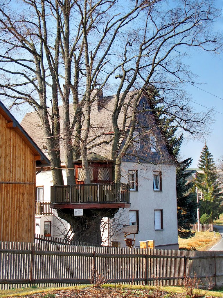 Schneeberg - Baumhaus (1950 errichtet), von 1910 bis 1950 wurde im Baum eine Plattform als Bürgertreffpunkt genutzt by Rudolf Henkel