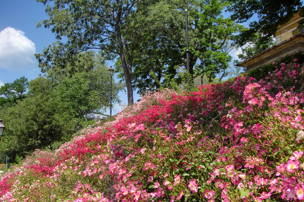 Fiori nel Parco dell'ex Opp by Antonio Dainese