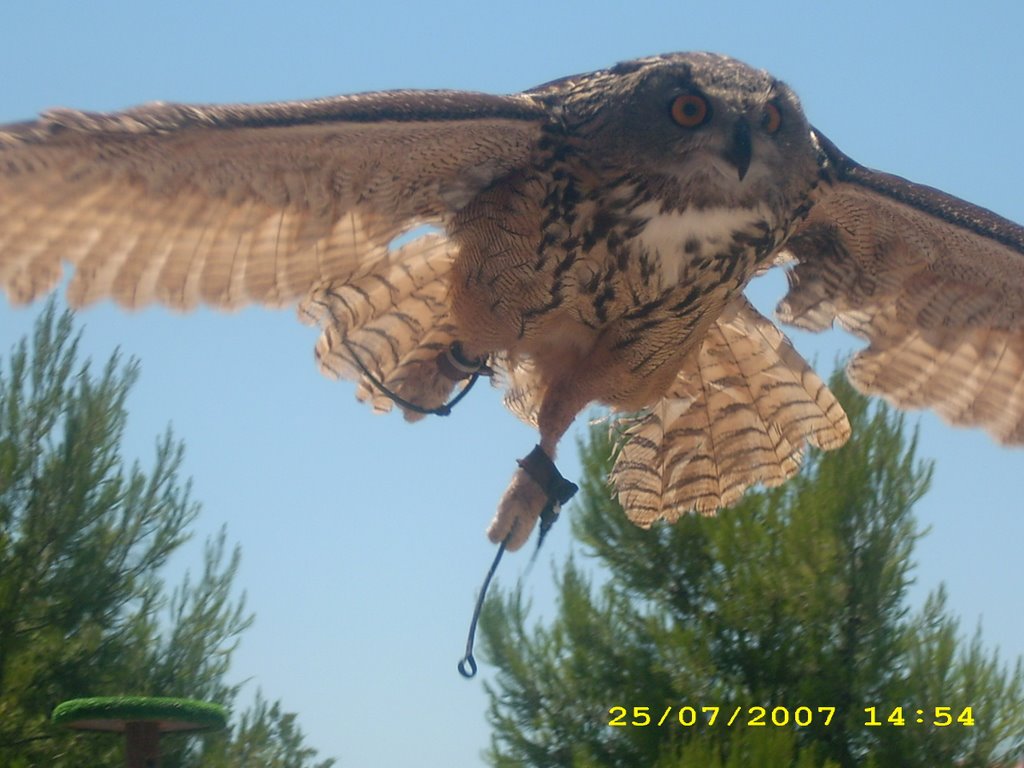 Fantastic picture of owl by luke edwards