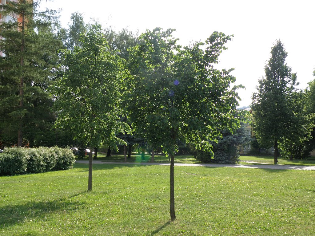 In the park in front the 6th elementary school / V parku před 6.základní školou by DM brothers