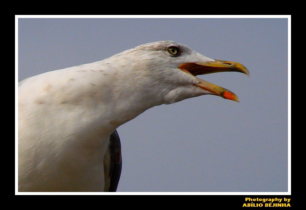 Gaivota by Abílio Béjinha - Por…