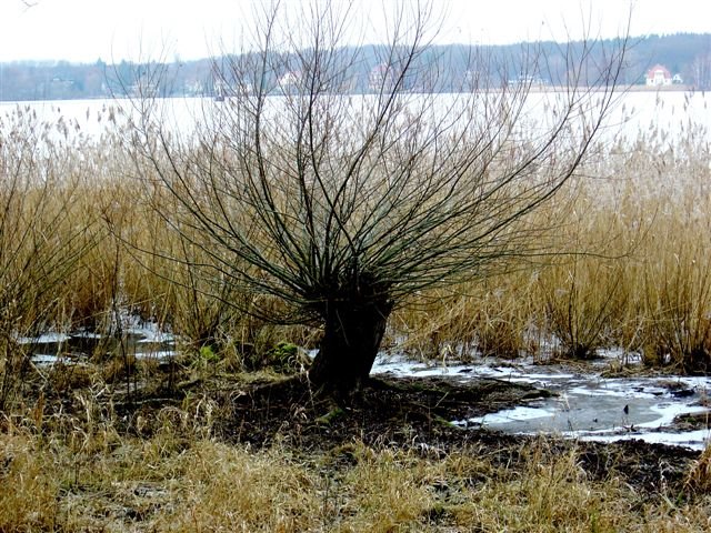 Kopfweide an der Havel-nähe Pfaueninsel by Maenne