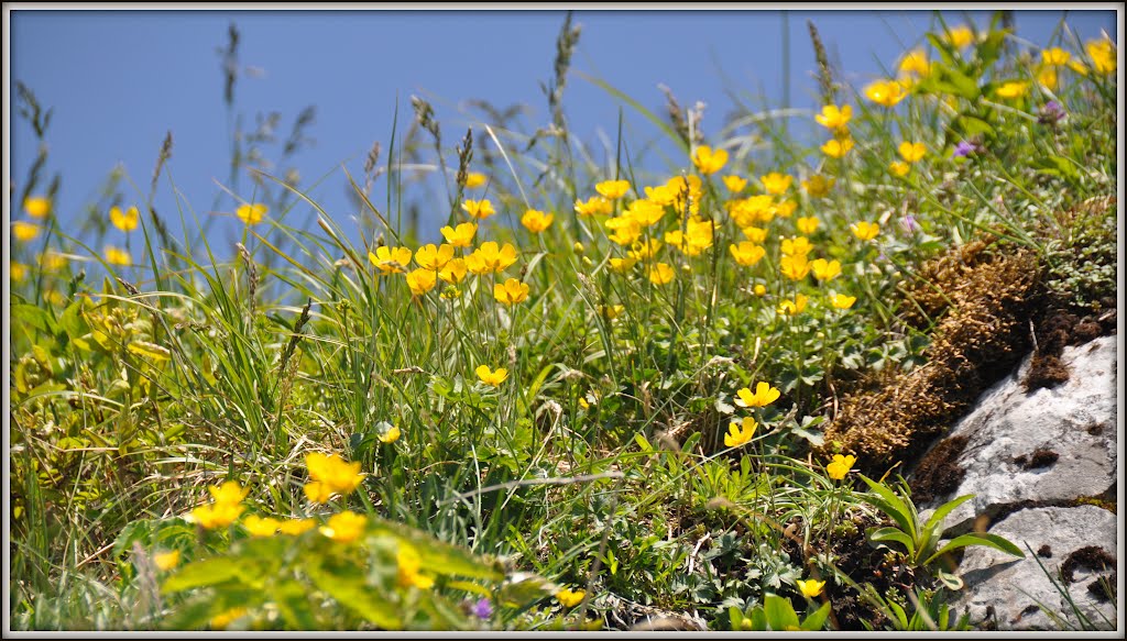 BERGBLUMEN by NIMBUS