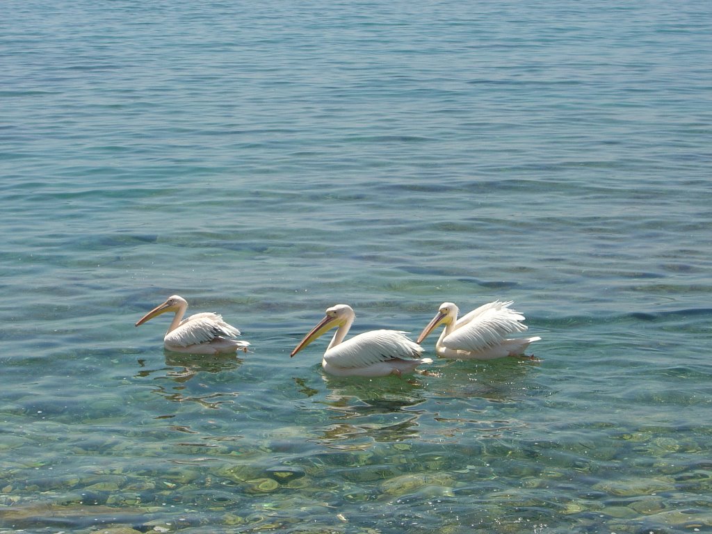 Amathus prom pelicans by Leslie Johnson