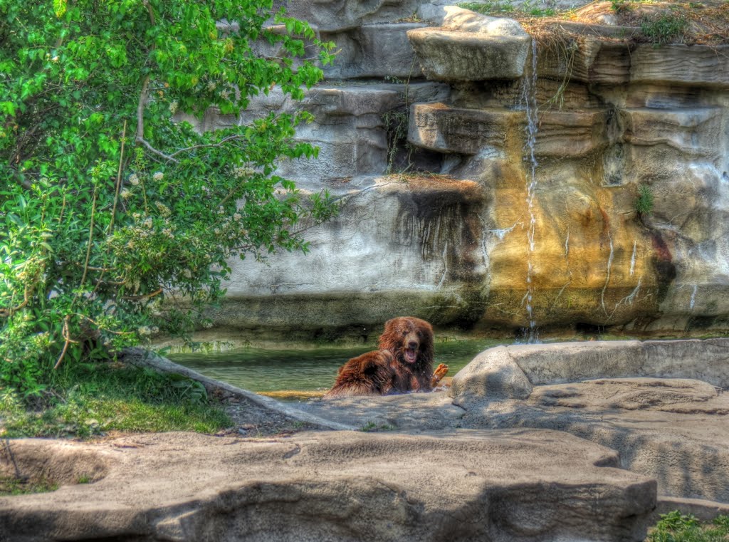 Grizzly Bears (Detroit Zoo) by Juan234