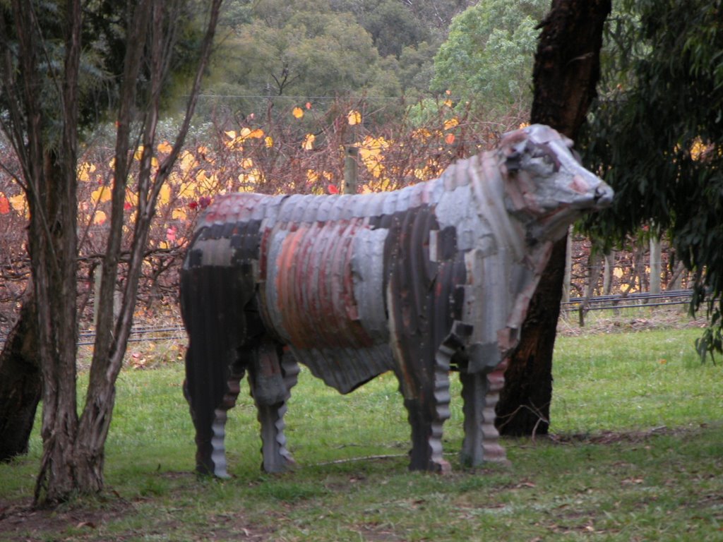 Corrugated Iron Cow Sculpture at Tarrawarra Winery by phunny fotos