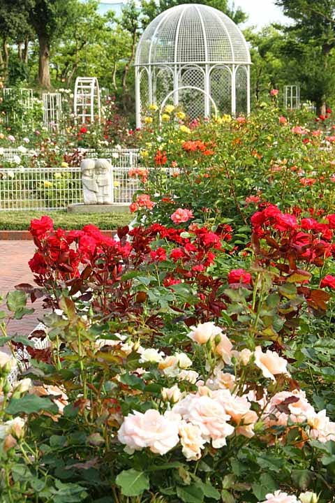 Rose garden, Yokohama Municipal Children's Botanical Garden by nutakku