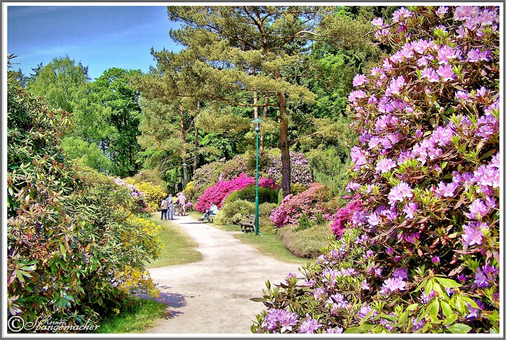 Rhododendren an der Weggabelung by Reiner Spangemacher