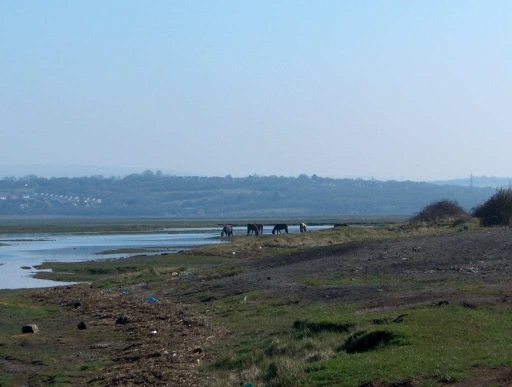 Gower ponies by kellyherbie