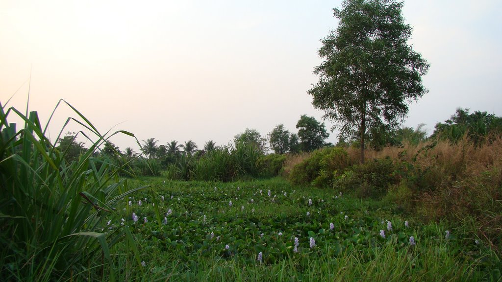 Mùa hoa lục bình by Nhựt Trịnh Minh