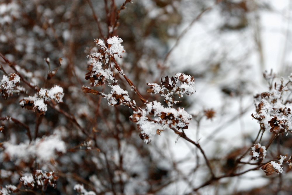 Second snow this winter by Ainars Brūvelis