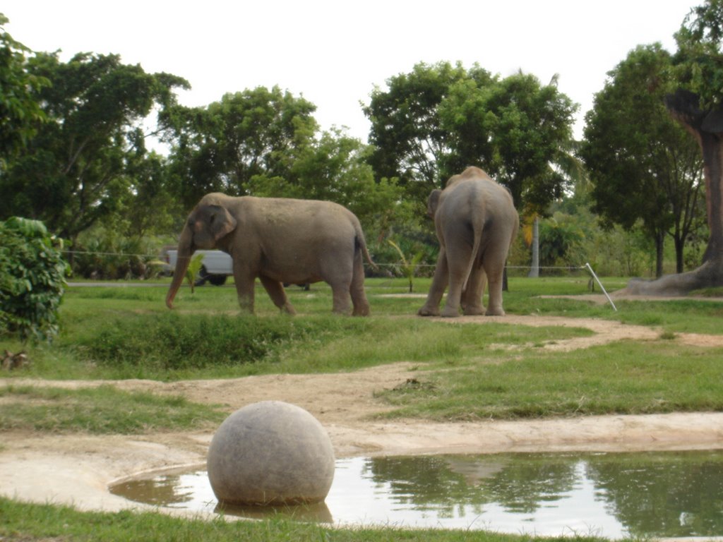 Miami Metro Zoo by Carlos De Jesús