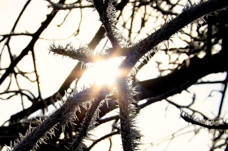 Raureif an Kirschbaum by Joerg Strub