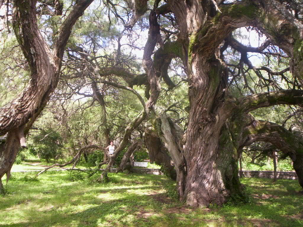 Algarrobo abuelo, Merlo, San Luis, Arg. by pu1982