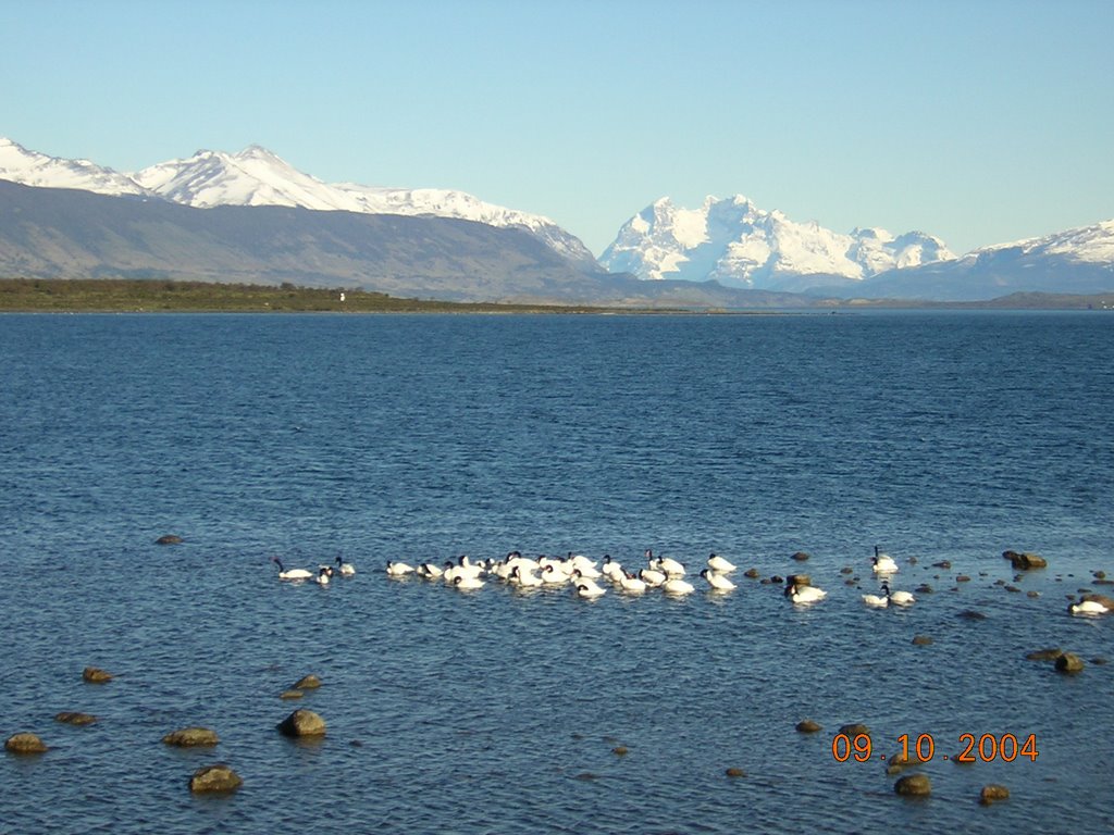 Cisnes de cuello negro en Puerto Natales by Miguel Manso