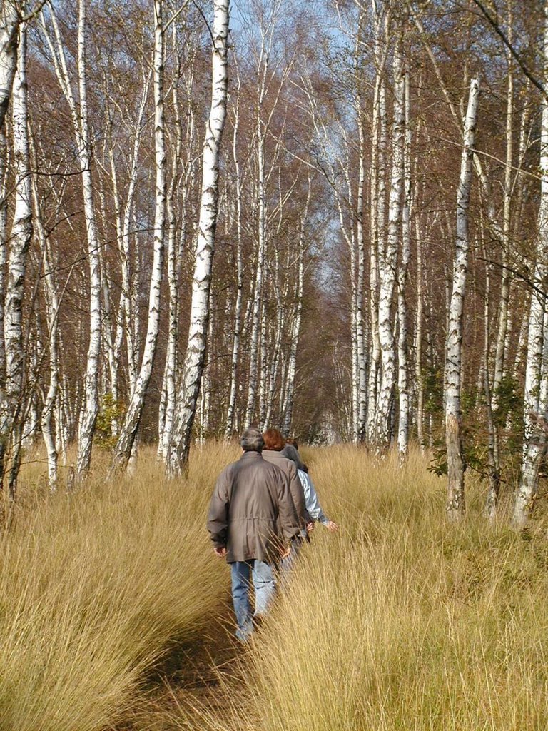 Birkenweg im Oktober (Duvenstedter-Brook) by Hans Wolters