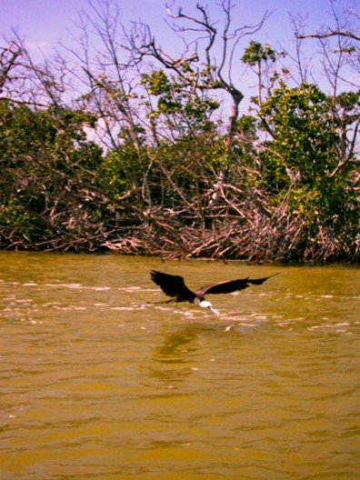 Marine eagle fishing by asciltus