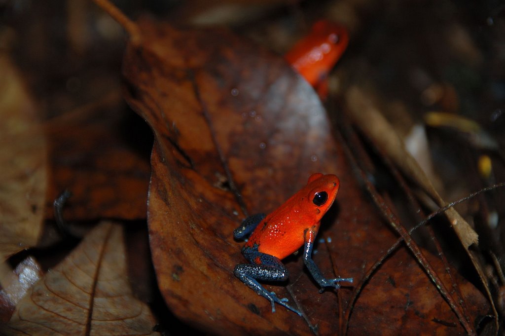 Dendrobates pumilio by bartb