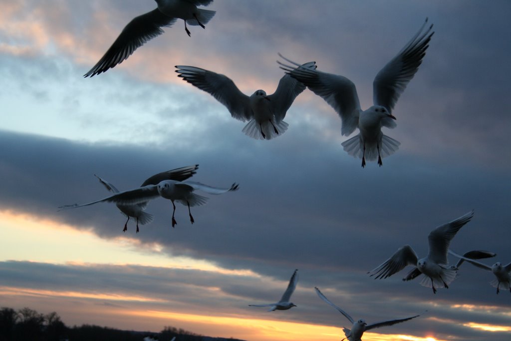 Seagull-Attack by © Wim