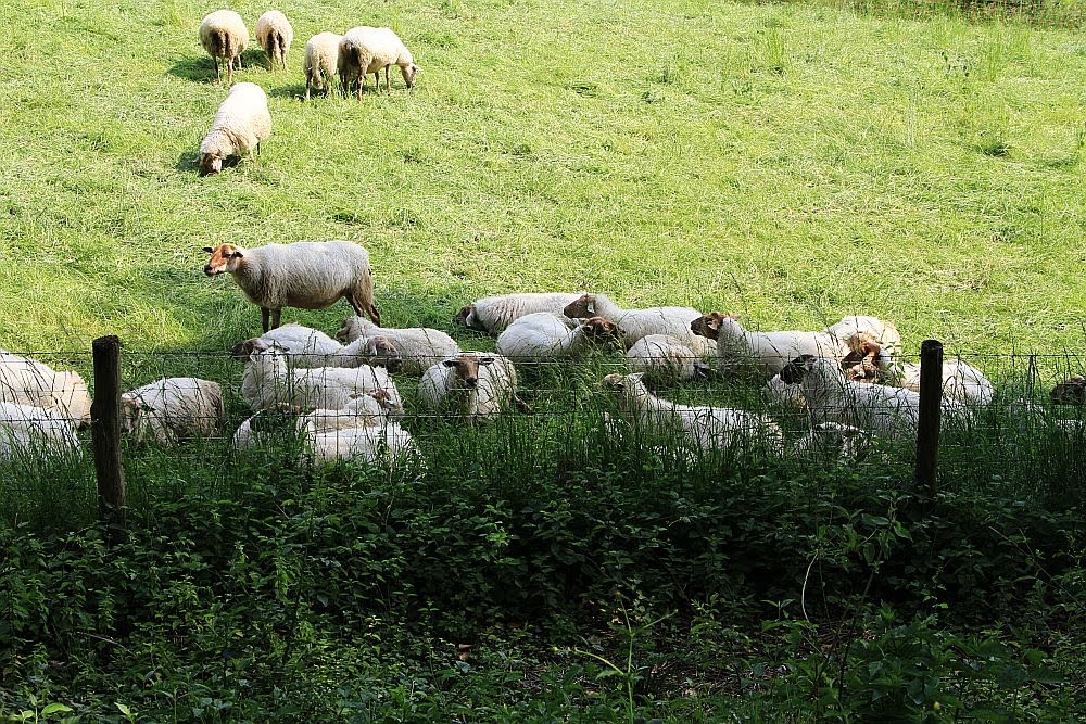 Schapen zoeken de schaduw op by Heavyuser