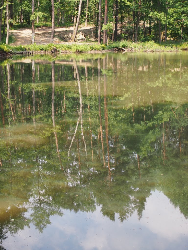 Bäume im Reißbergweiher by MichaelR