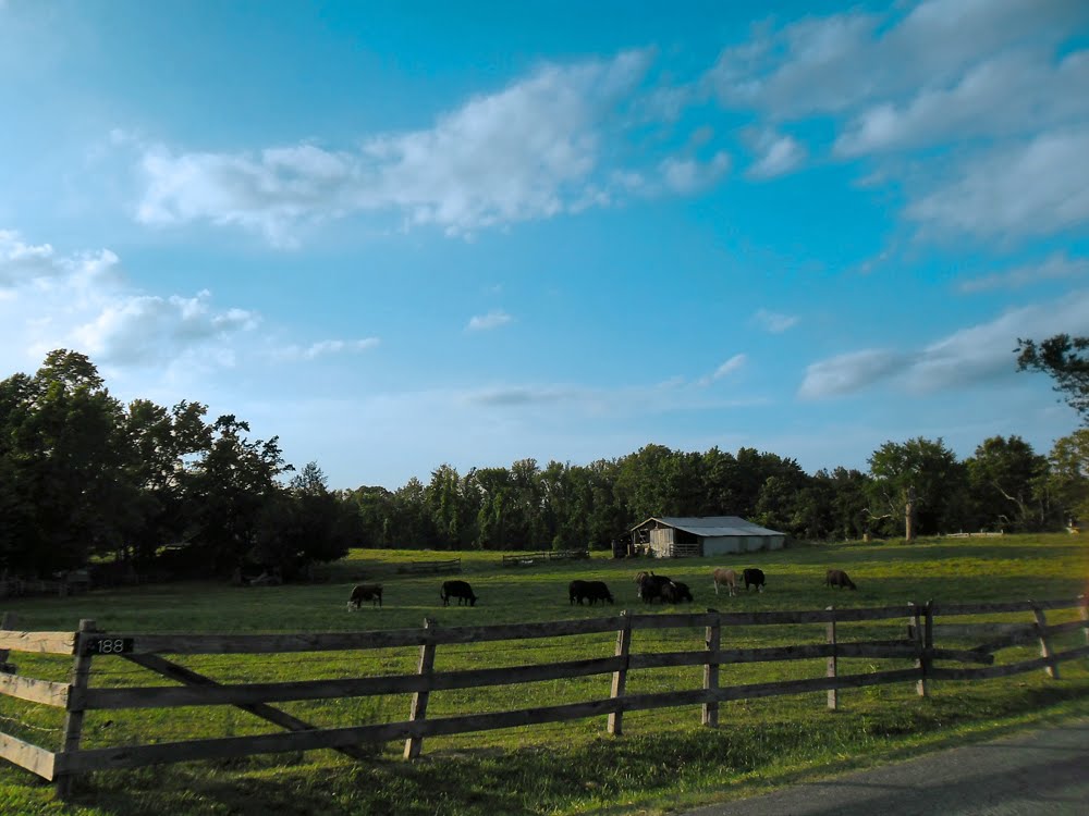 Cattle, Essex County, VA. by r.w.dawson