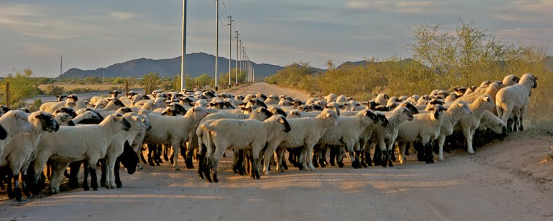 Traffic Jam by anubiz