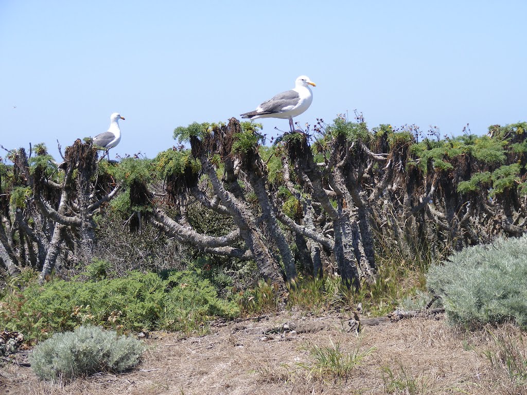 Anacapa Island by Will Reed