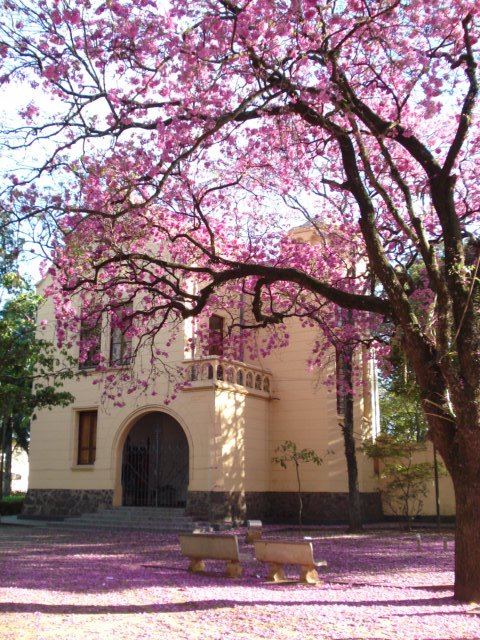 Ipês ao lado da Casa da Cultura by LPSLPS