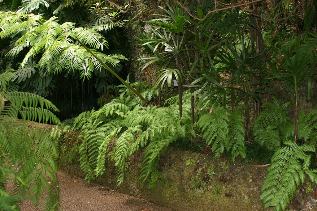 Funchal Botanico 17 by Alberto de la Cruz G…