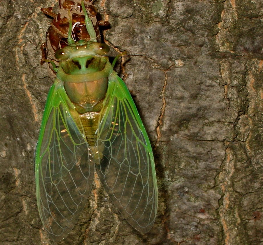 Cicada 4 by ©Toodleberry