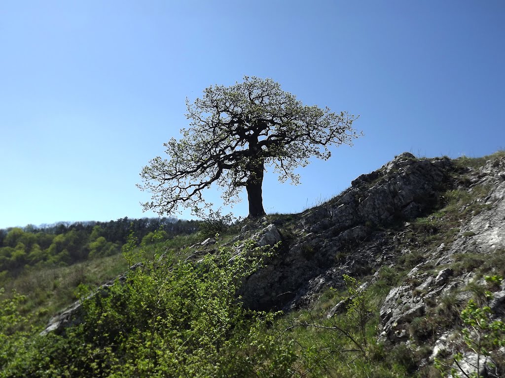 Největší Pálavská Bonsai by Adnej