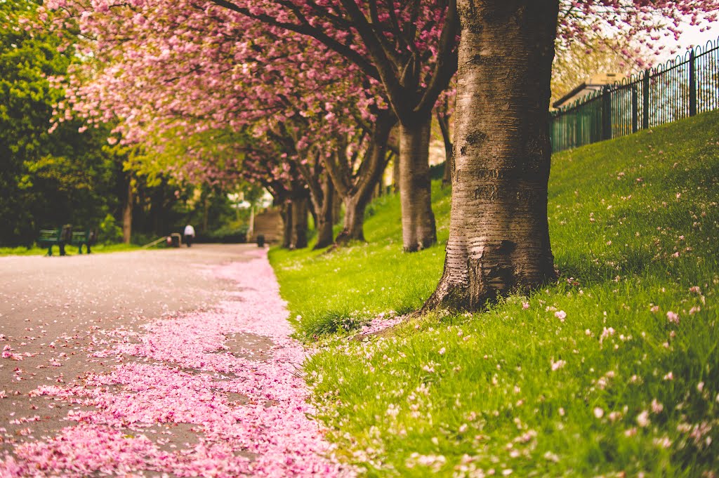 Spring Colours by Jose M Vazquez