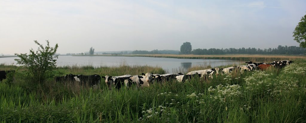 Steenbergen - Afgeslechtedijk : De Roode Weel by Scholte