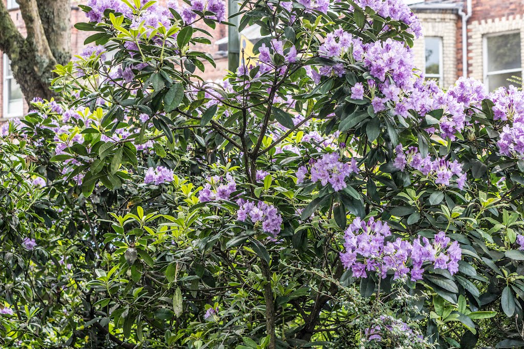 The Belfast Botanic Gardens by infomatique